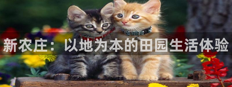 pg电子能不能免费完