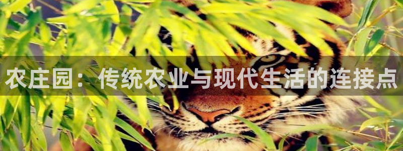 pg电子游戏寻龙夺宝