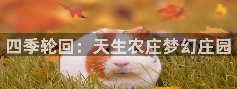 pg电子少林足球试玩