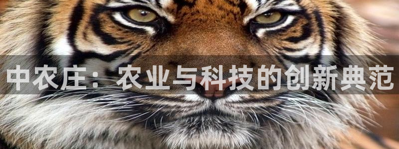 pg电子视频专区