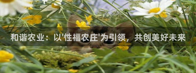 pg电子招财喵爆分照片